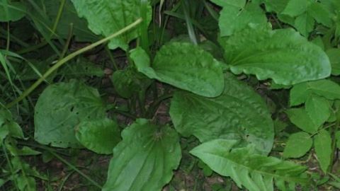 Breitwegerich wächst am Boden, umgeben von anderen grünen Pflanzen in einem Garten oder Wald.