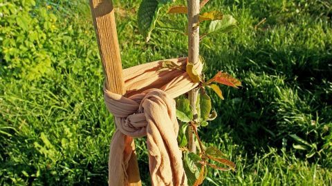 Ausgediente Strumpfhosen eignen sich hervorragend, um junge Bäume und Sträucher anzubinden. Sie sind elastisch und schneiden nicht ins Holz.
Ein junger Baum ist mit einer Strumpfhose an einem Pfahl befestigt, um ihn im grünen Gras zu stützen.