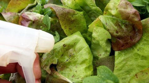 Grün-blättriger Salat wird mit einer Sprühflasche besprüht, um Blattläuse erfolgreich zu bekämpfen.