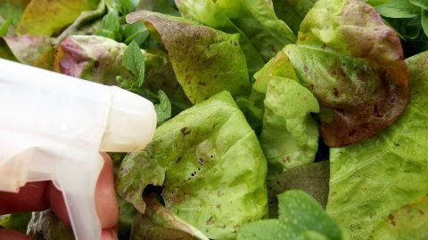 Kaffee gegen Blattläuse im Salat