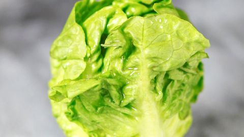 Ein Mini-Romanasalat steht auf einer grauen Oberfläche und wirkt frisch und knackig. Ideal für Salate oder Gerichte.