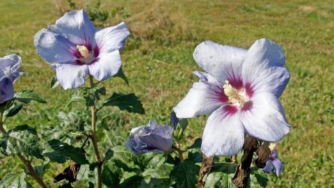 Hibiskusblüten wachsen üppig im Freien, während sich Blattläuse daran aufhalten und die Pflanze schädigen.