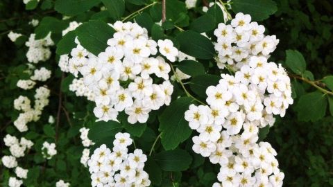 Weiß blühende Blumen wachsen üppig an einem grünen Strauch, der harmonisch in der Sommerhitze gedeiht.