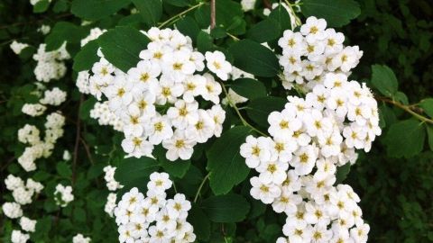 In der Sommerhitze Blumen einpflanzen - wie kann's klappen?