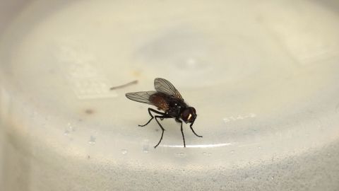 Eine Fliege sitzt auf einer weißen Tasse, während sie sich in einem Innenraum umschaut, um nach Nahrung zu suchen.