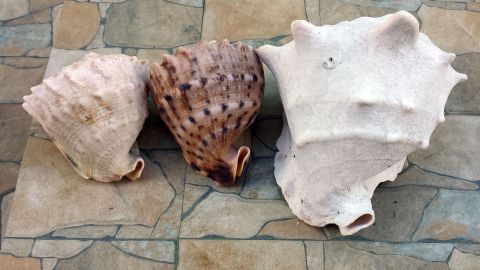 Drei verschiedene Muscheln liegen auf einem flachen, steinernen Untergrund und warten darauf, für kreative Bastelprojekte verwendet zu werden.