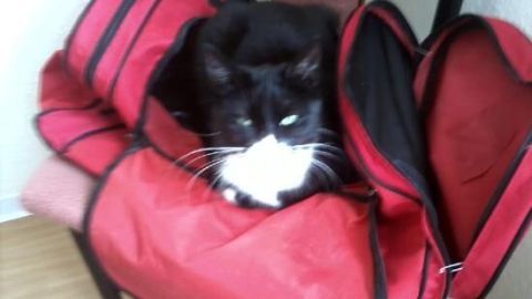 Eine schwarze Katze liegt in einer offenen roten Tasche auf einem Stuhl in einem Zimmer.
