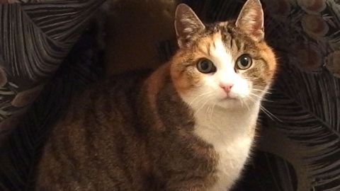 Eine getigerte Katze sitzt aufmerksam vor einem gemusterten Vorhang.