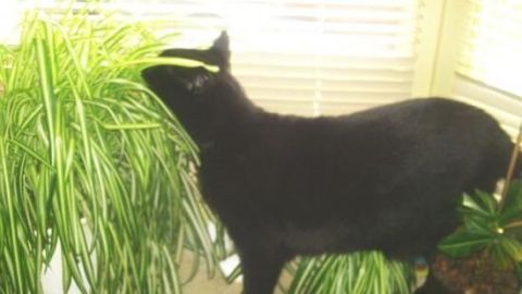 Eine schwarze Katze schnuppert an einer Grünlilie auf einer Fensterbank. Im Hintergrund sind geschlossene Jalousien zu sehen.