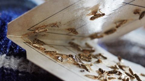 Klebefalle fängt viele Motten in einem Raum mit Wolltextilien. Sie sind auf der klebrigen Oberfläche fixiert.