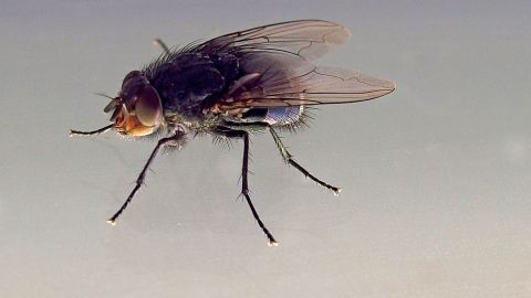Mithilfe von Essigessenz Fliegen aus der Küche vertreiben. In diesem Tipp erfährst du, wie es gemacht wird. Ein Fliegeninsekt schwebt in der Luft, umgeben von einer neutralen Hintergrundfarbe, ideal zum Vertreiben mit Essigessenz.