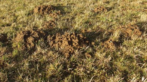 Haufen von Erde sind auf einer Wiese sichtbar, wo Maulwürfe aktiv sind, während Menschenhaar möglicherweise als Abwehrmittel genutzt wird.