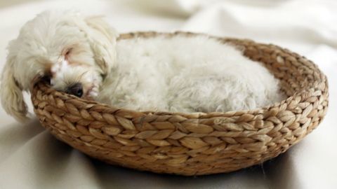 Ein weißer Hund liegt friedlich in einem geflochtenen Korb auf einem weichen Untergrund, umgeben von ruhiger Atmosphäre.