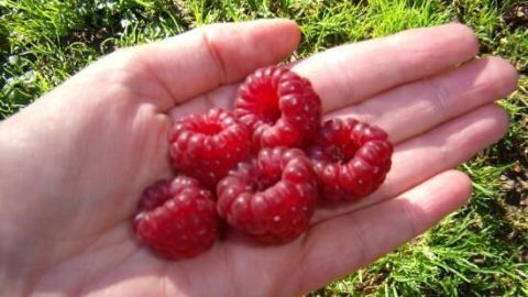 Eine Hand hält dicke, rote Himbeeren, im Hintergrund ist frisches, grünes Gras zu sehen.