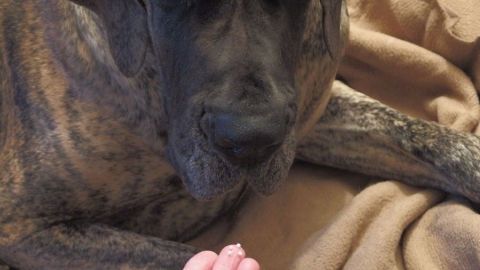 Ein großer Hund sitzt auf einer Decke und schaut neugierig auf eine Hand, die ihm etwas zu füttern scheint.
