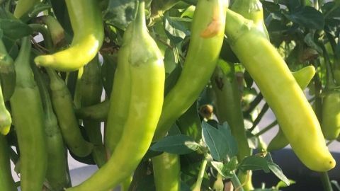 Grüne Chilischoten hängen an Pflanzen, beleuchtet von Sonnenlicht in einem Garten.