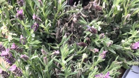 Lavendelblüten stehen in voller Blüte, während sie in einem sonnigen Garten wachsen, um Mücken fernzuhalten.