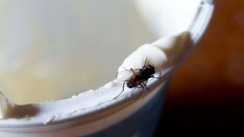 Ein Insekt sitzt am Rand eines Joghurtbechers, während der Inhalt unberührt bleibt. Fliegen fangen ohne Flecken zu hinterlassen.