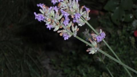 Lavendelblüten neigen sich im Dunkeln, umgeben von grünen Blättern, die sanft im Nachtlicht leuchten.