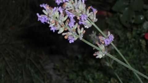 Sanfte Einschlafhilfe: Lavendel - wirkt wochenlang, immer wieder