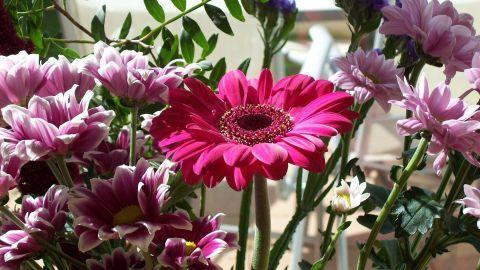 Bunte Blumen in einer Vase blühen prächtig im Sonnenlicht und verleihen dem Raum eine fröhliche Atmosphäre.