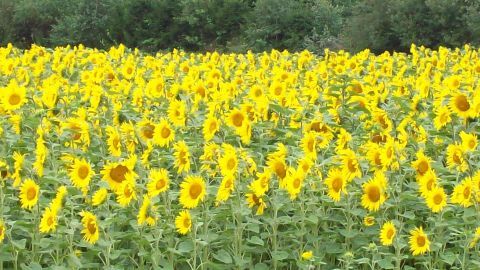 Ein Feld mit leuchtend gelben Sonnenblumen blüht lebhaft im Freien, umgeben von grünen Bäumen im Hintergrund.
