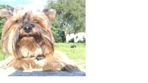 Ein kleiner Hund ruht auf einem Tisch in einem sonnigen Garten, umgeben von grünen Bäumen und Wiese.