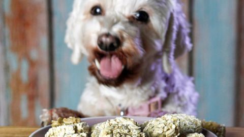 Ein kleiner Hund sitzt vor einem Teller voller Hundekuchen und sieht begeistert aus, während er auf die Kekse blickt.