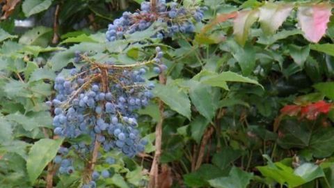 Blaue Mahonienbeeren hängen in Trauben, umgeben von grünen Blättern und vereinzelten roten Akzenten in einem dichten Gebüsch.