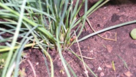 Schnittlauch wächst aus dem Boden im Garten, umgeben von Erde und vereinzelt anderen Pflanzenstängeln.