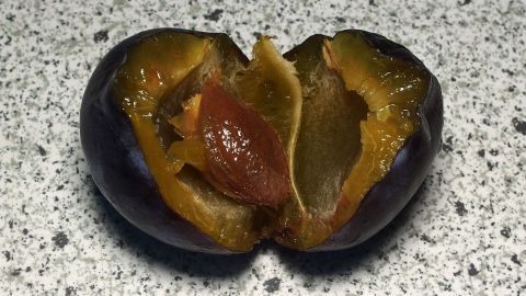 Mein Tipp: Die Zwetschgen für ein paar Minuten in die Mikrowelle und schon lösen sich die Kerne wie von selbst. Ein aufgeschnittenes Zwetschgenfruchtstück zeigt die entsteinte Frucht, eingefügt auf einer grauen Arbeitsfläche.