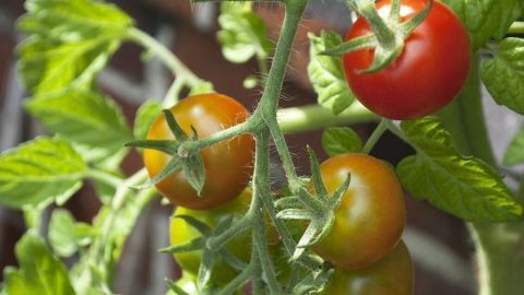 Tomaten wachsen an einem grünen Stängel, einige reif und rot, andere noch grün, vor einer Ziegelwand.