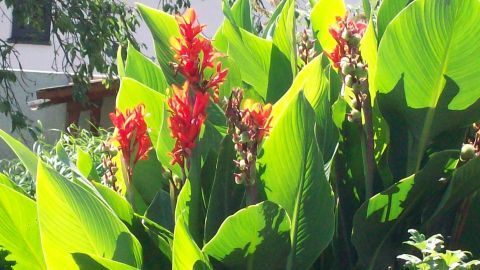 Bunte exotische Pflanzen mit großen grünen Blättern blühen lebhaft auf der sonnigen Terrasse und schaffen Urlaubsflair.