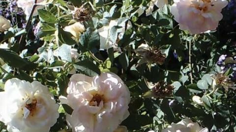 Rosen blühen üppig in einem sonnenbeschienenen Garten als kostenlose Gartenpflanzen.
