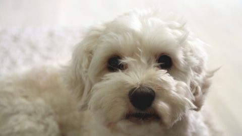 Ein kleiner, weißer Hund sitzt auf einem weichen Teppich und schaut neugierig, bereit, stubenrein zu werden.