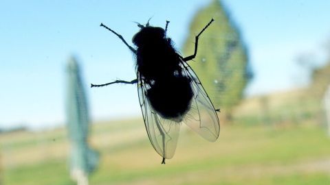 Eine Fliege sitzt an einem Fenster, während sie auf die Wiese draußen blickt, wo Bäume im Hintergrund stehen.