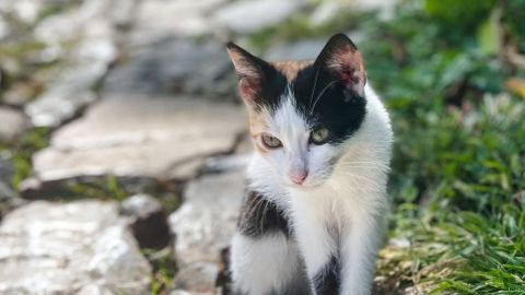 Katzen können bei der Einnahme von Tabletten wählerisch sein. Dieser Artikel bietet hilfreiche Tipps, um deiner Katze Tabletten leichter zu verabreichen, während sie in der Natur entspannt - wie das Kätzchen auf dem Bild. Eine schwarz-weiße Katze sitzt auf einem steinigen Weg, umgeben von grünem Gras bei Tageslicht.