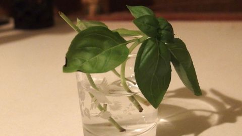 Ein Glas mit Basilikumstecklingen steht auf einem Tisch, wächst in Wasser und zeigt frische, grüne Blätter.