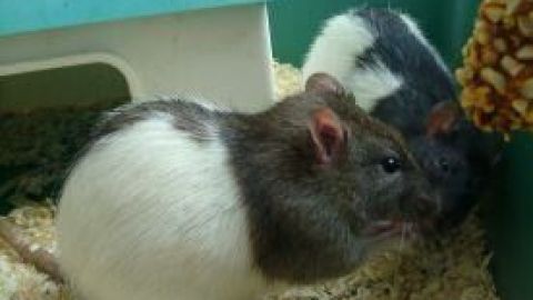 Zwei Ratten spielen in ihrem Käfig, umgeben von Holzspänen, was zeigt, dass sie als Kinderhaustiere geeignet sind.