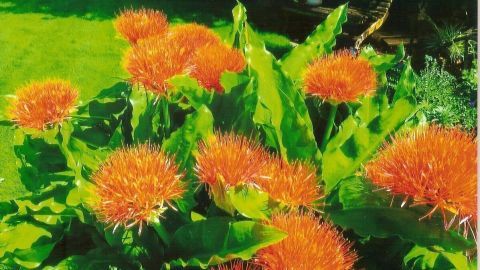 Leuchtend orangefarbene Blüten stehen in einem Garten, umgeben von grünem Laub, ideal für Glückwunsch- und Trauerkarten.