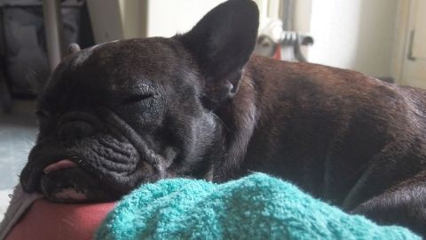 Ein schlafender Hund liegt ruhig auf einer Couch, umgeben von einer grünen Decke und einem entspannten Raum.