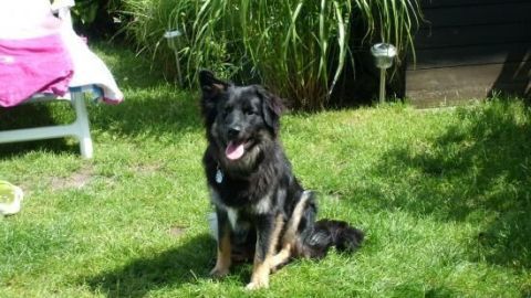 Ein Hund sitzt fröhlich im grünen Garten, umgeben von Pflanzen und Sonnenschein, perfekt für ein erfrischendes Eis.