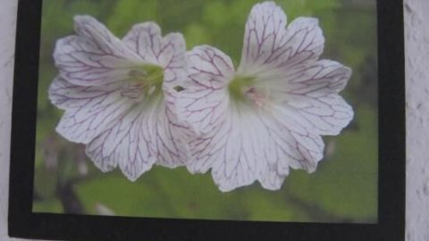 Mit diesem einfachen DIY kannst du Fotos auf Styropor rahmenlos präsentieren. Der Artikel beschreibt, wie du deine Bilder auf Styropor fixierst und eine edle Optik erzeugst, wie bei diesem floralen Motiv gezeigt. Zwei weiße Blumen mit roten Adern, auf Klebefoto auf Styropor, hängen an einer weißen Wand vor grünem, unscharfem Hintergrund.