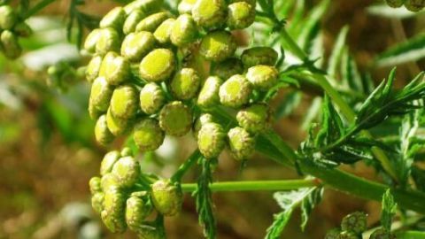 Rainfarn blüht grün und dicht in der Natur, umgeben von langen, schlanken Blättern.