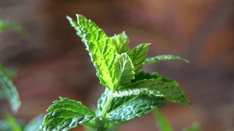 Gegen Insekten im Glas hilft ein Zweiglein frische Pfefferminze. Die Insekten mögen den Geruch nicht und es sieht dekorativ aus. Frische Pfefferminze steht im Vordergrund, während sie in einem hellen Raum für eine natürliche Insektenabwehr genutzt wird.