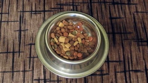 Eine Futterschüssel mit Trockenfutter steht auf einem Teppich, während die Katze unruhig im Raum umhergeht.