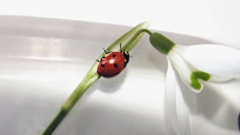 Ein Marienkäfer krabbelt an einem grünen Stängel einer Schneeglöckchenblüte in einer hellen Umgebung.