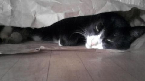 Eine schwarz-weiße Katze ruht entspannt unter einem Blatt Packpapier auf einem Holzboden.