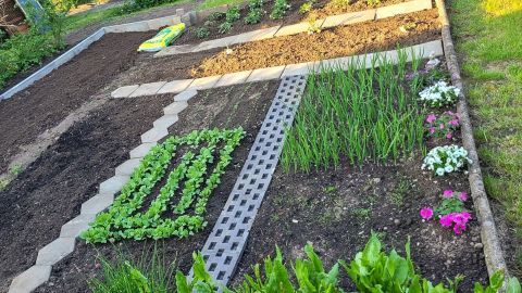 Ein gemachter Garten zeigt angelegte Beete mit Salatpflanzen, Zwiebeln und Blumen, umgeben von frischem Grün und Erde.