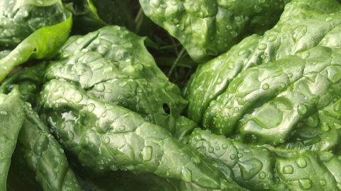 Saftige Spinablatttiebe sind mit Wassertropfen überzogen und frisch geerntet, um die bevorstehende Verfärbung der Finger zu verhindern.